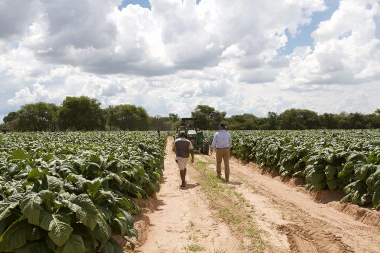 landewyck tobacco s.a PODA Signs Letter of Intent to Partner with 170-year-old European Tobacco  Company